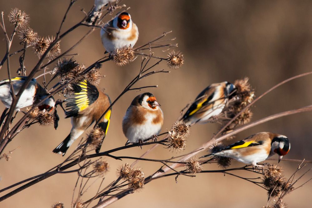 Стайка щеглов