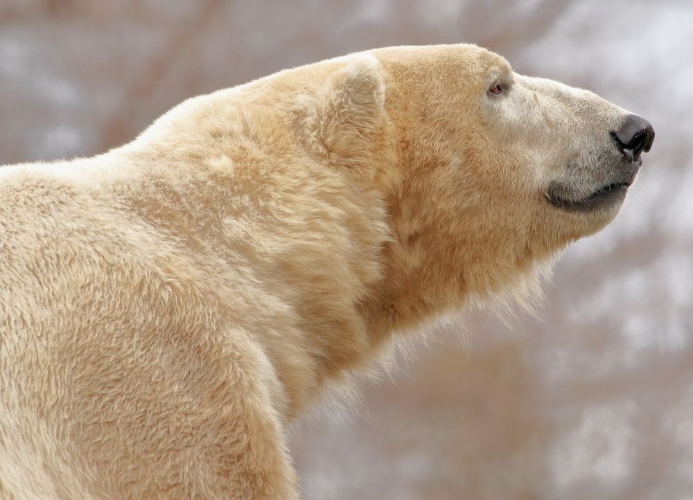 POLAR BEAR CLOSE UP