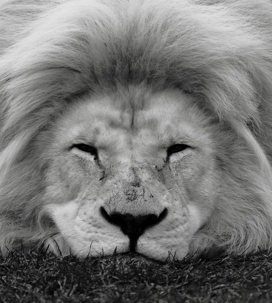 BLACK AND WHITE LION