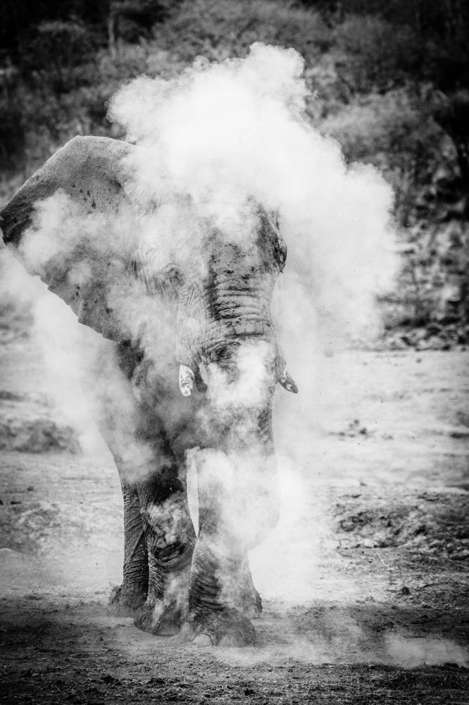 Elephant sandstorm