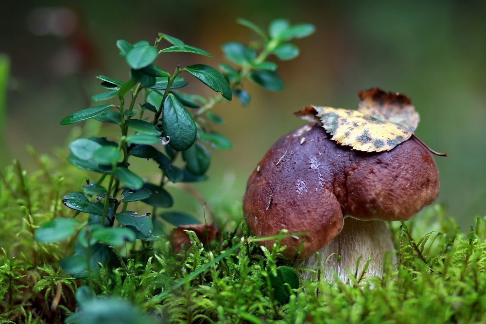 Старичок-боровичок