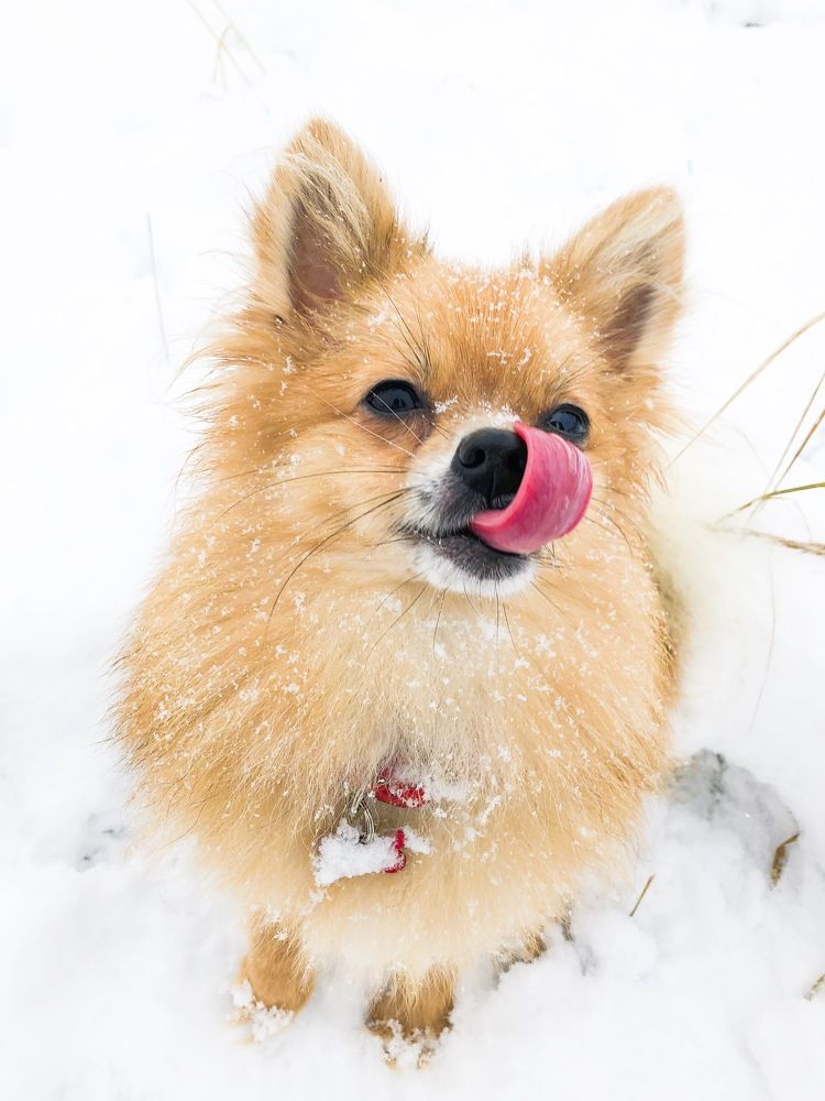 Ну Очень, Очень хочется косточку....