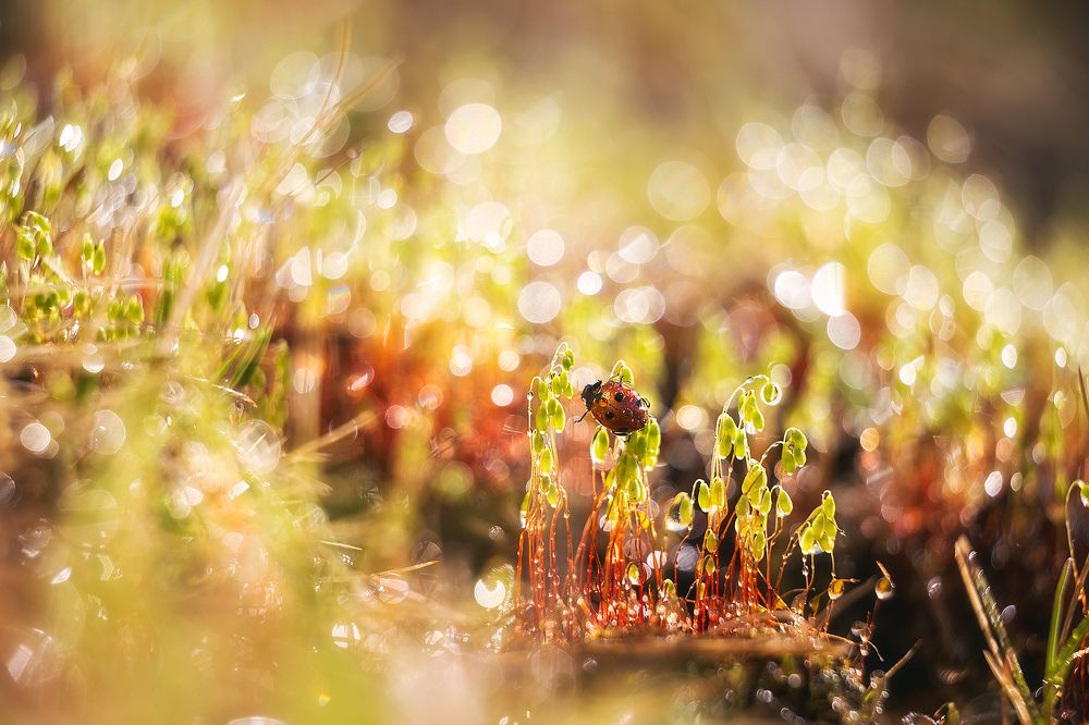 Похождение бравой божьей коровки