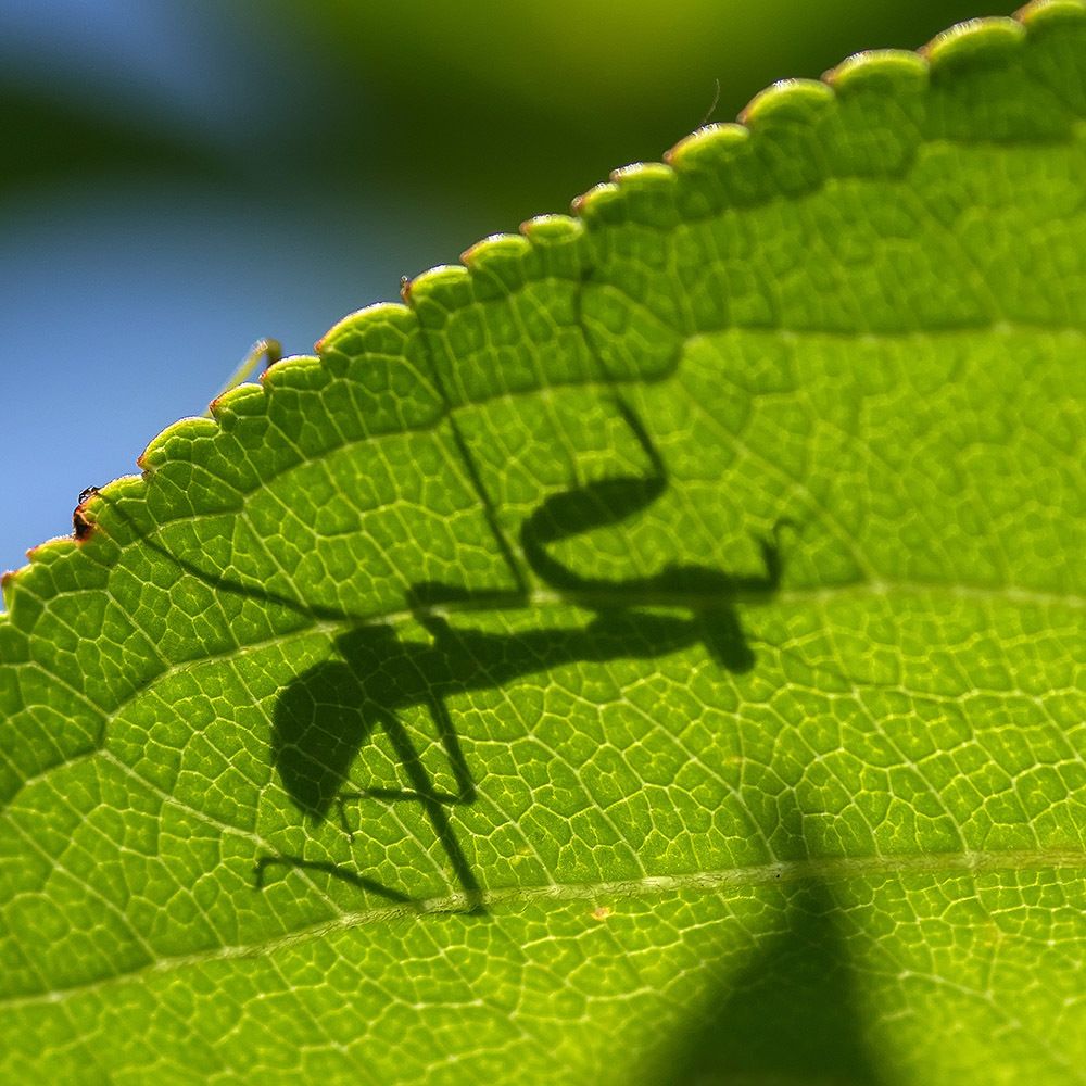 Тень.... просто тень!