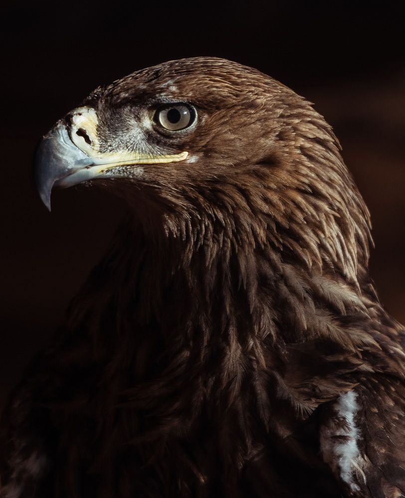 Орлан-белохвост