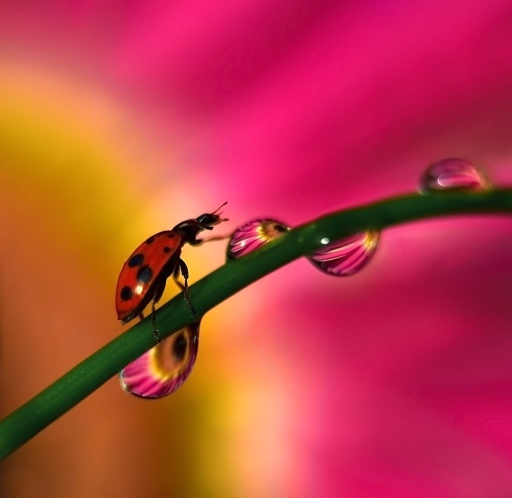 Дорога из цветов