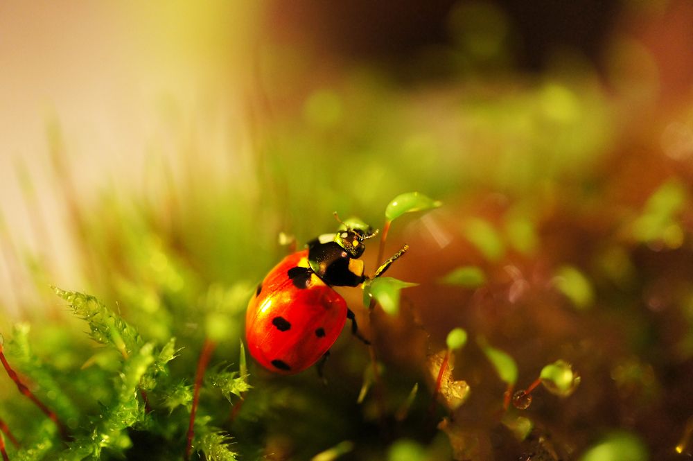 Божья коровка в сказочном лесу:)