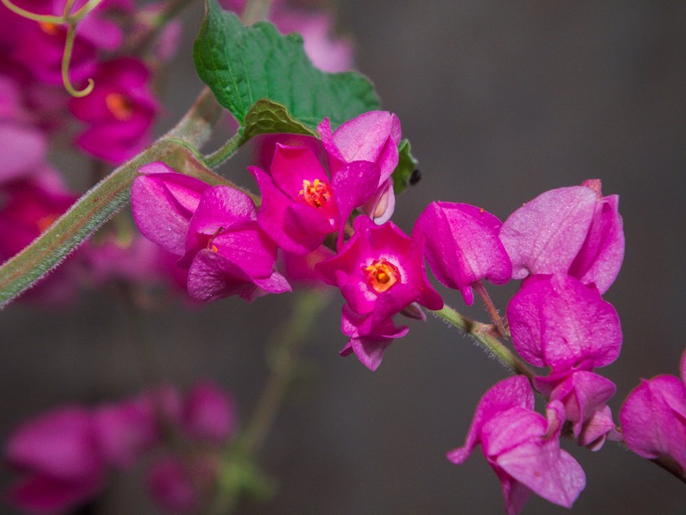 trinitarian flower