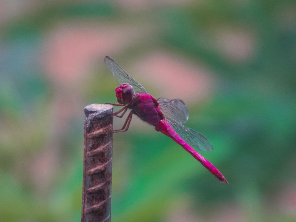 libelula - dragon-fly