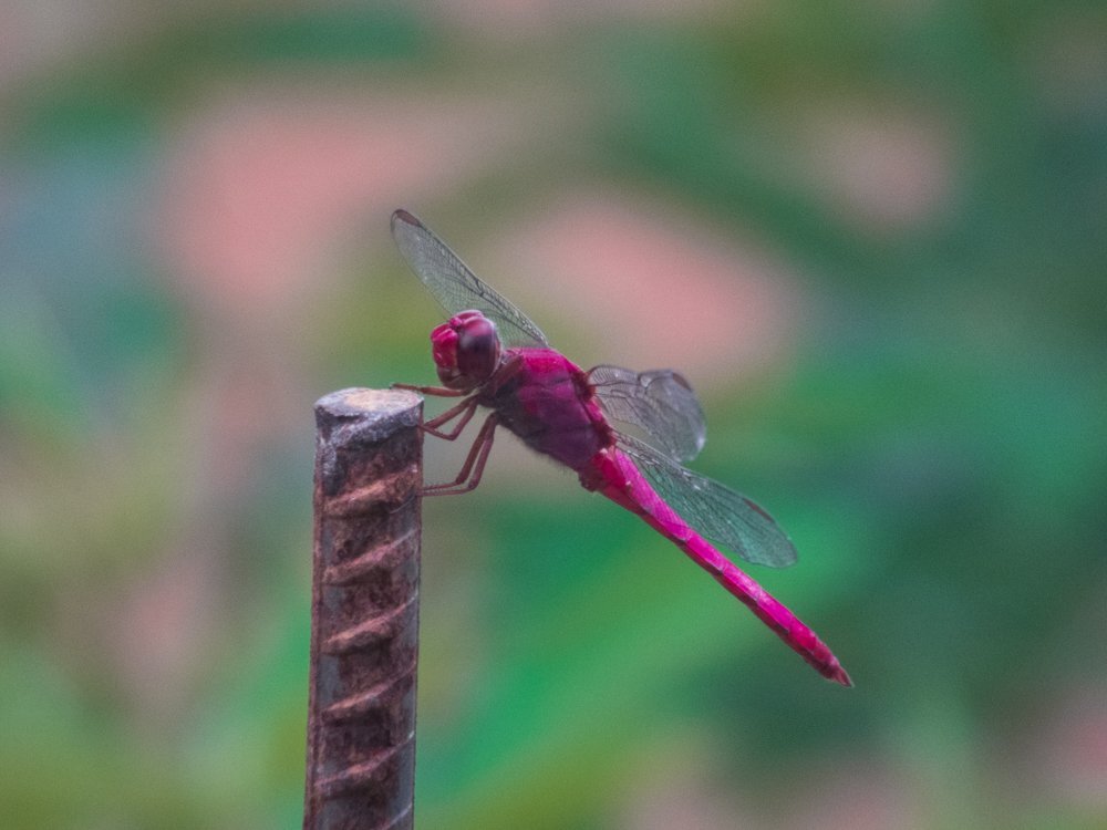 libelula - dragon-fly