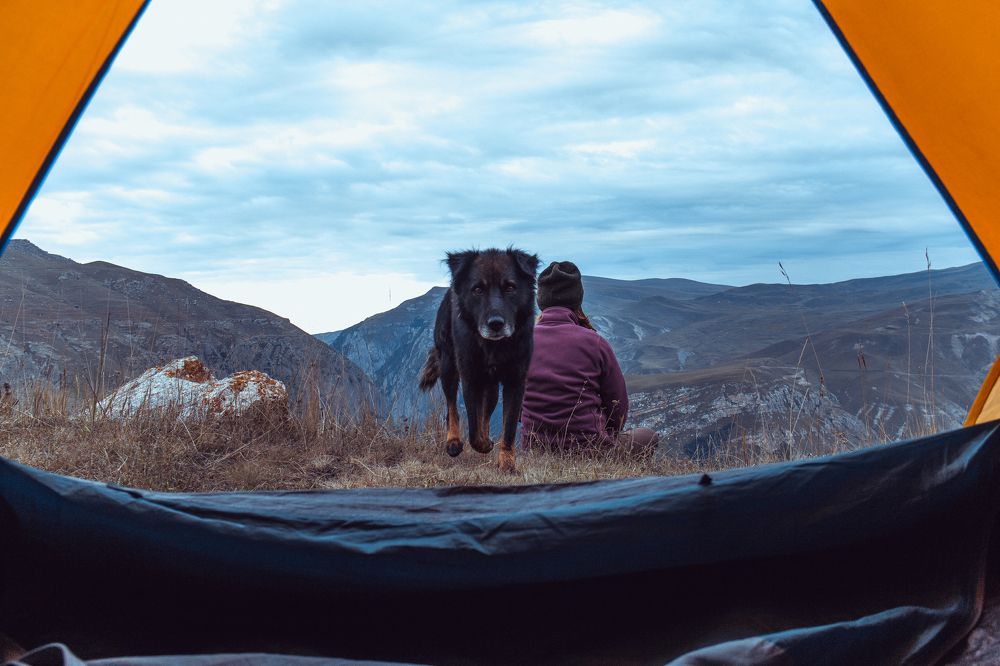 Lovely dog in mountain village