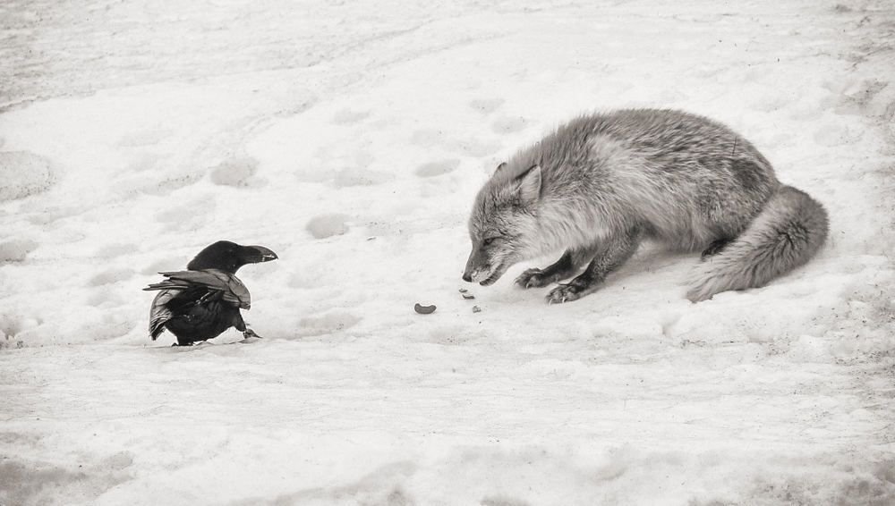Лиса и Ворона