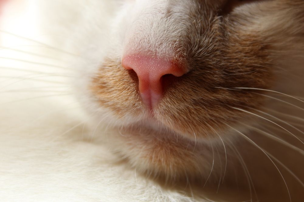 Наши питомцы