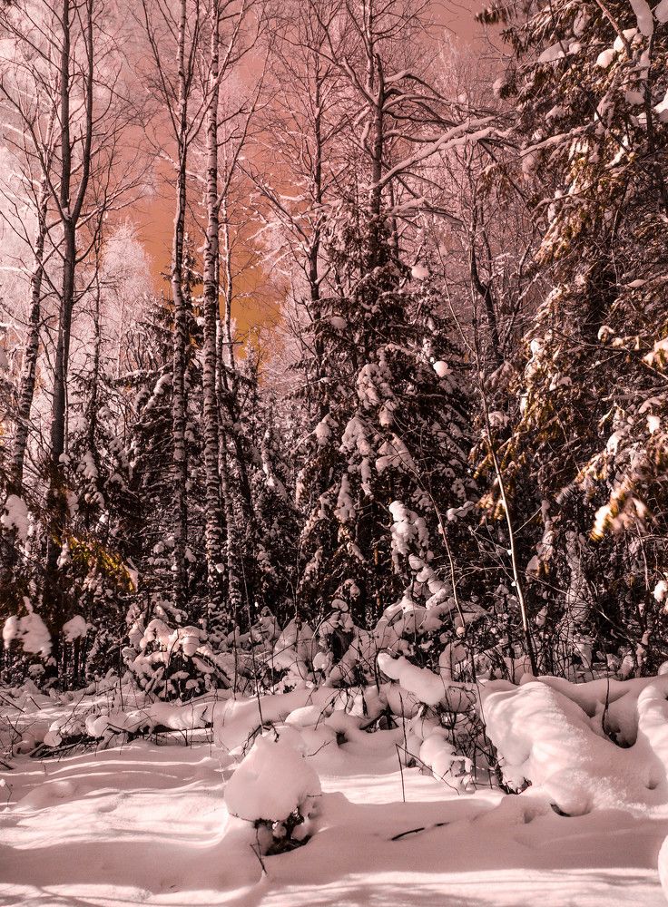 Сквозь лес