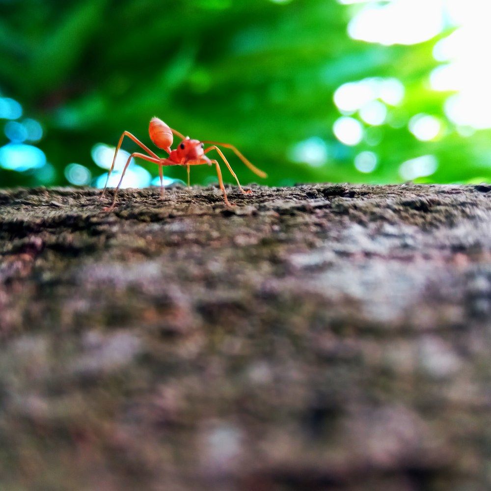 Red Ant