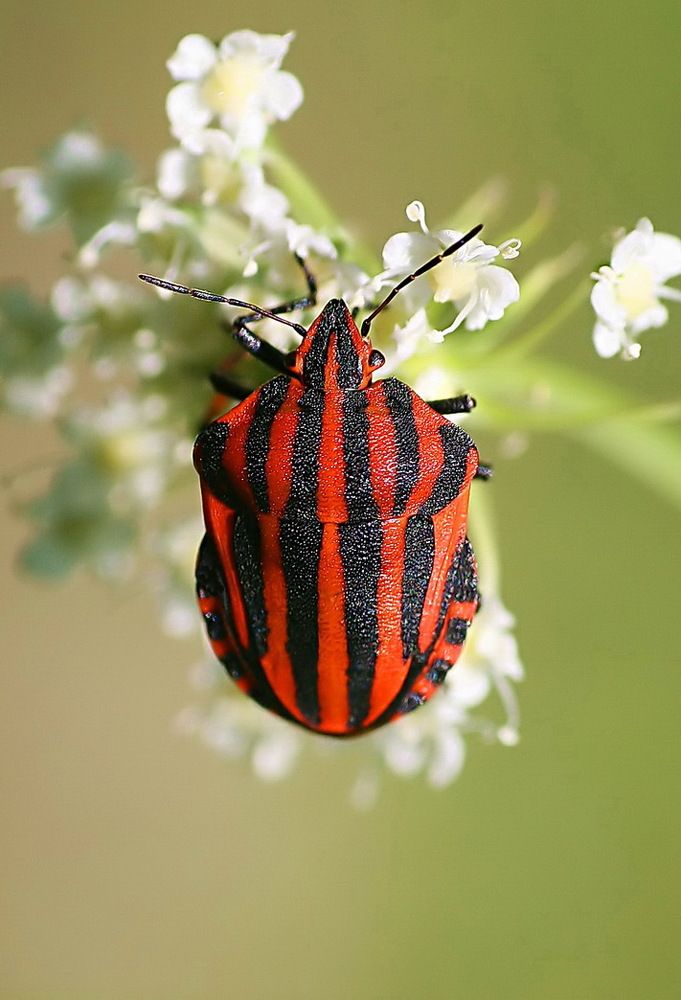 Во всей полосатой красе