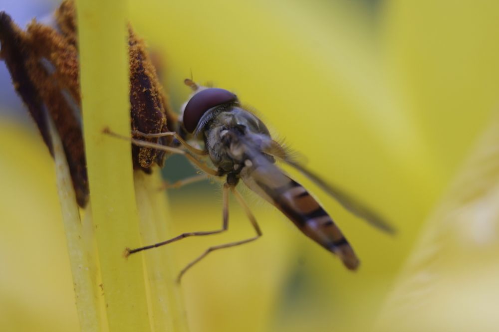 Ароматная лилия