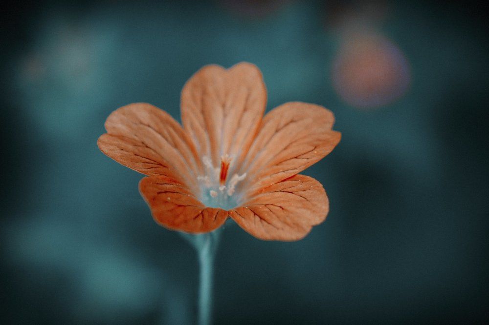 Photograph by Андрей Скобелев