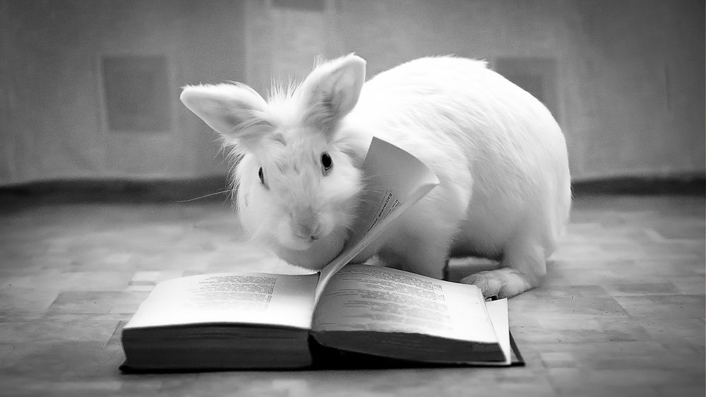 Ушастый чтец