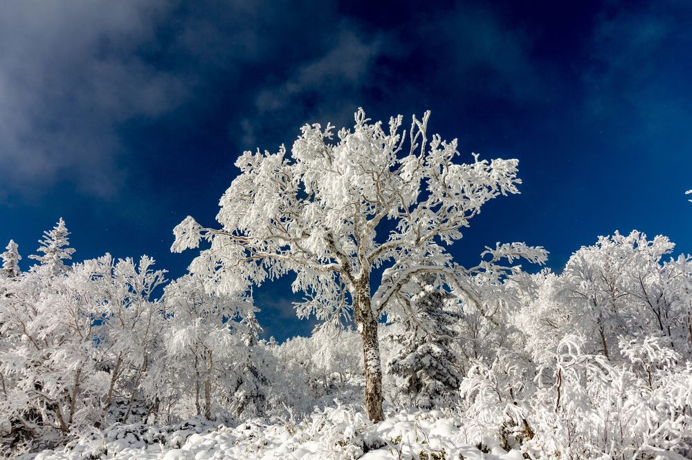 Сахалинская пальма