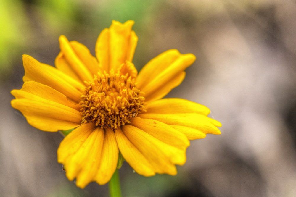 Огненный цветок