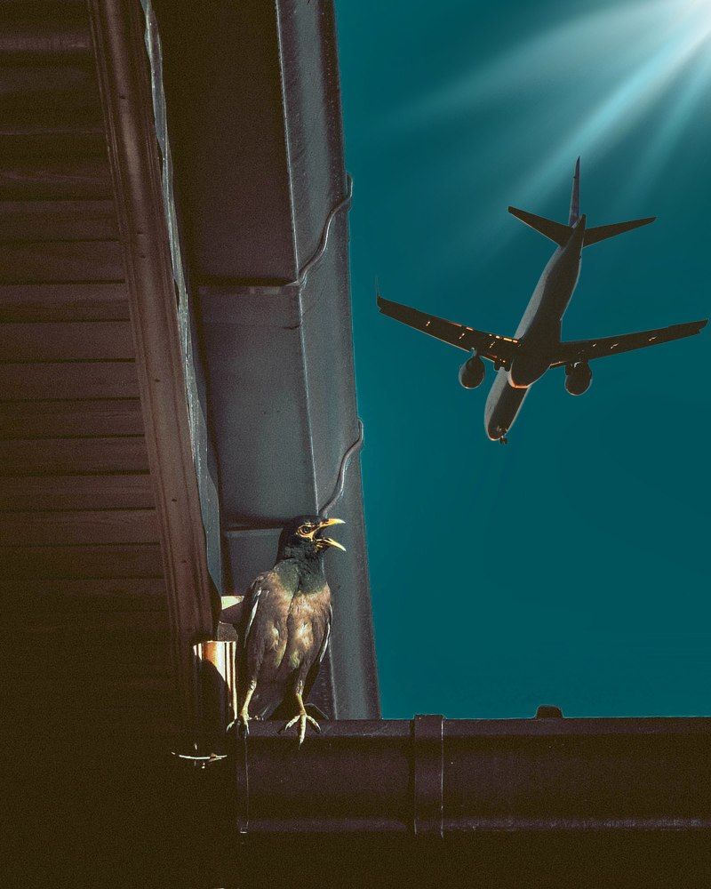 Птичье удивление