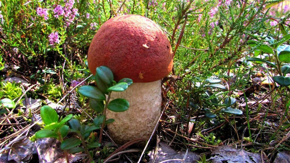 Подосиновик.