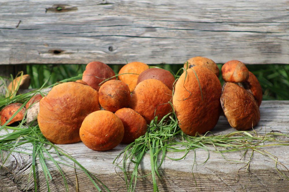 Подосиновики.