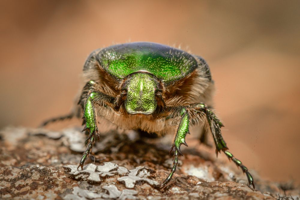 Photograph by Николай Пузанкевич