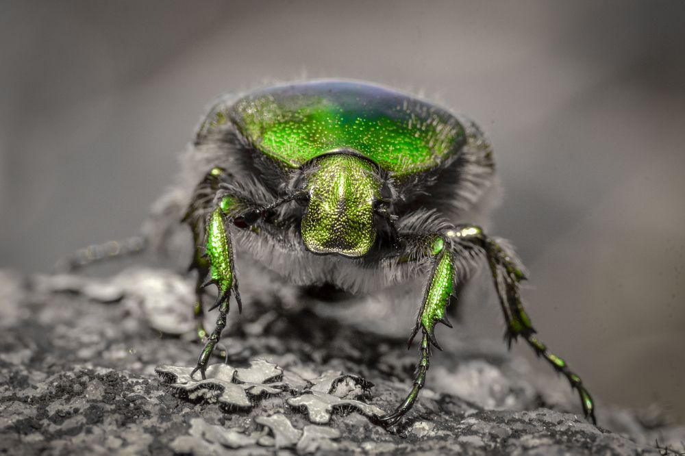 Photograph by Николай Пузанкевич