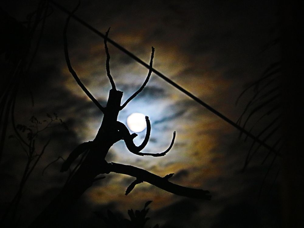 Moon through Branch