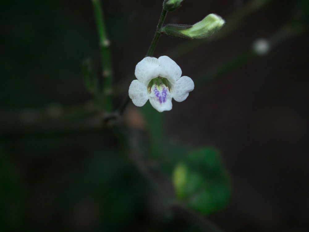 flower hellen