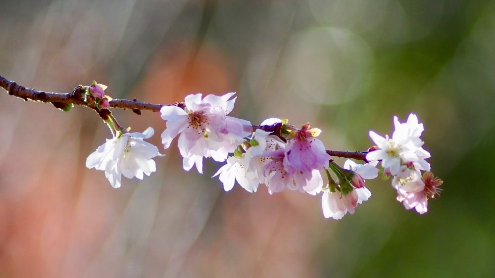 Cherry Blossom in winter