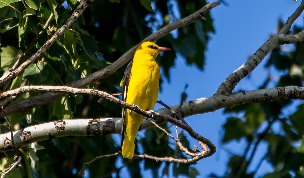 Где-то плачет иволга...
