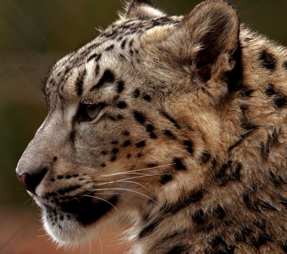 SNOW LEOPARD