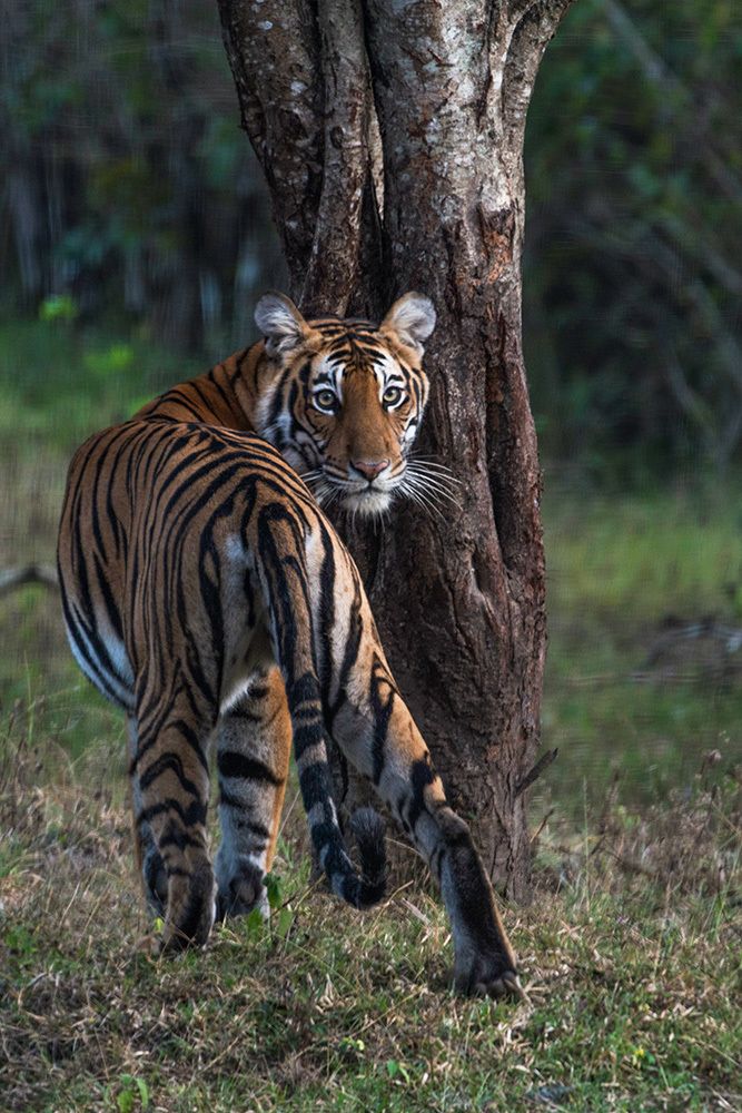 Theres always a wild side in every innocent face