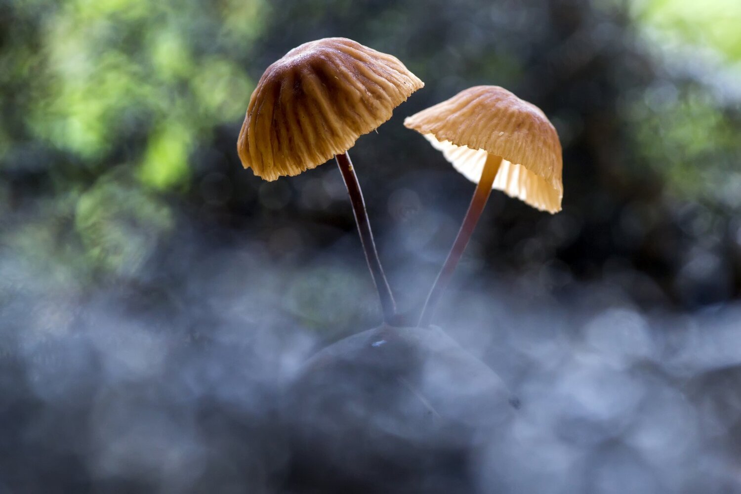 Twin mushrooms