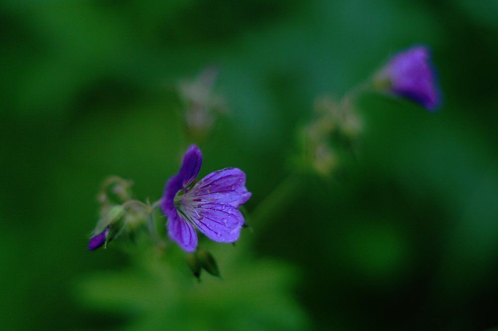 Полевой цветок