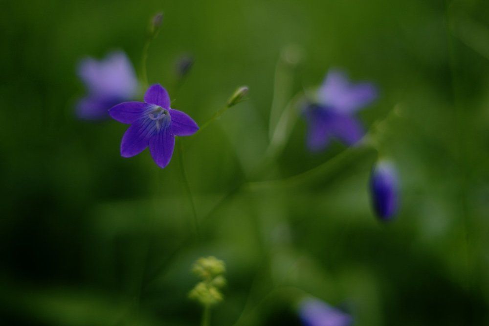 Колокольчик полевой