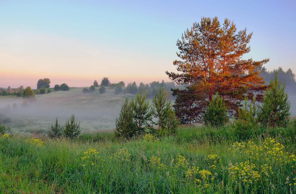 Свежесть июньского утра.