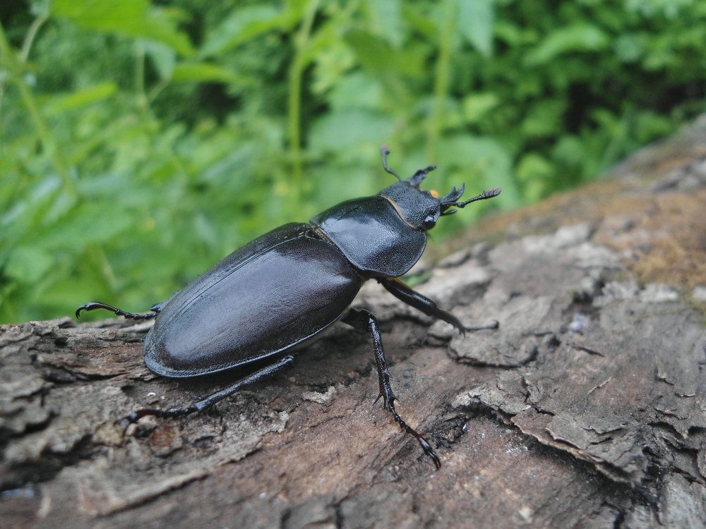Свидание, на которое он не пришёл.