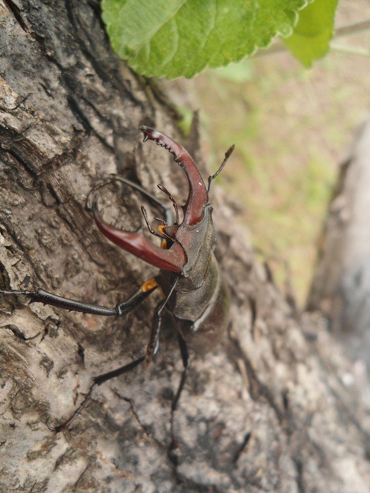 покоряя вершины