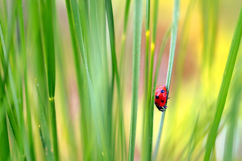 В зелёных джунглях