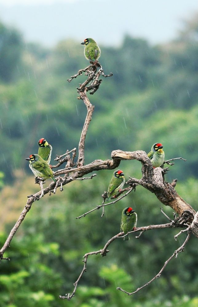The barbet tree & Rains