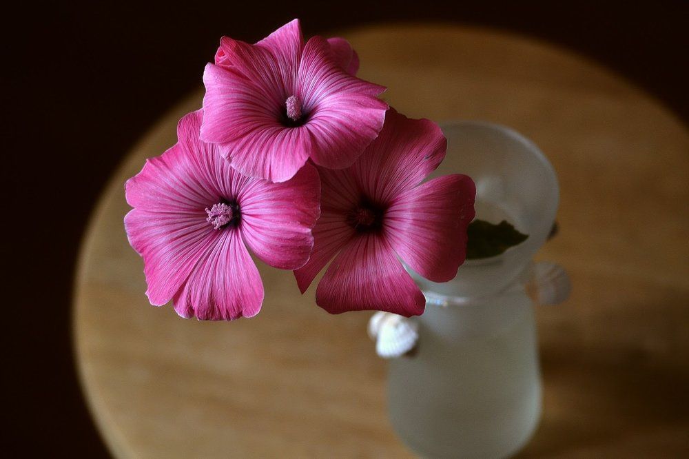 Photograph by Елена Боржковская