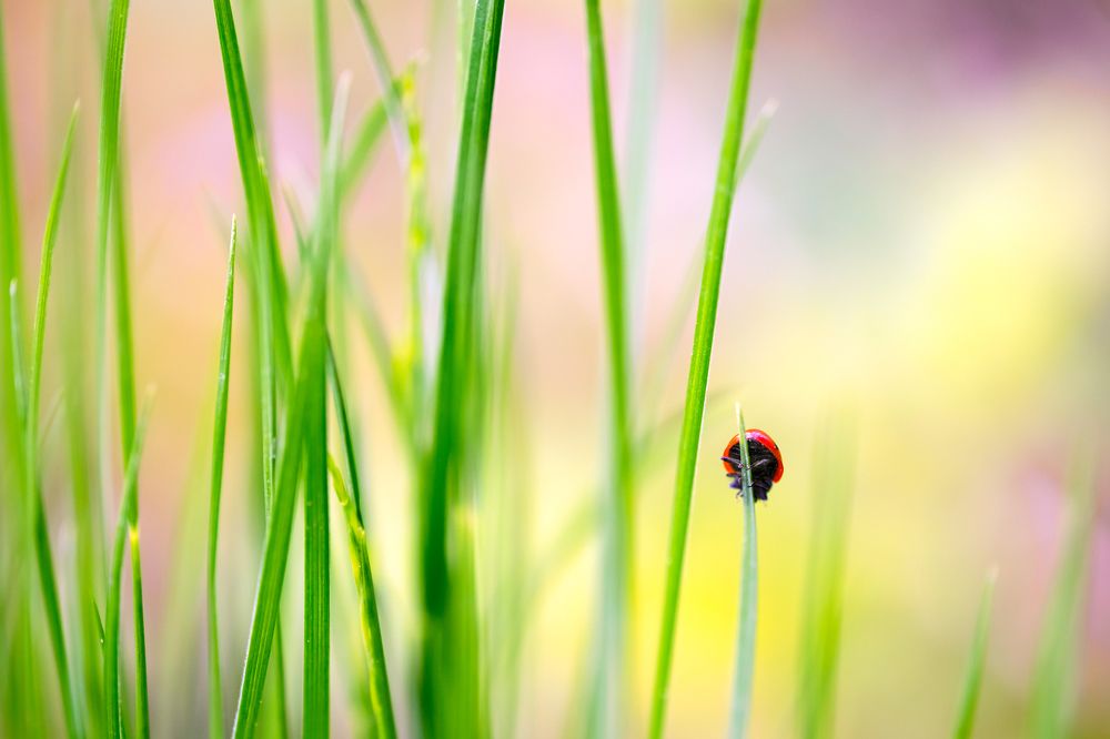 Невесомая я