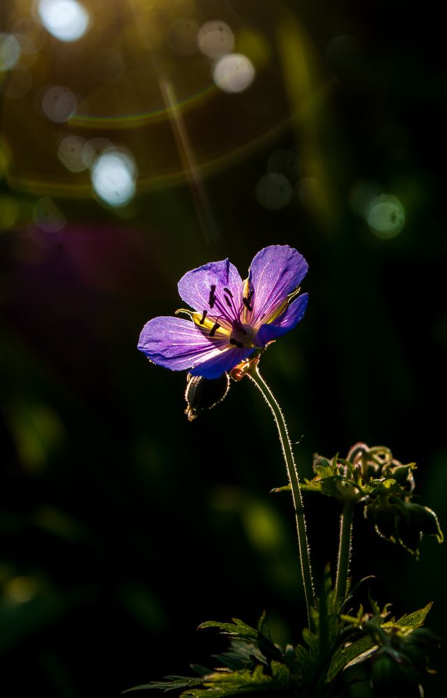 Аленький цветочек