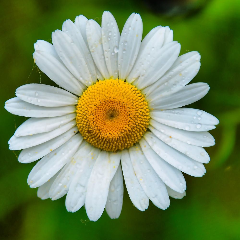 Daisy