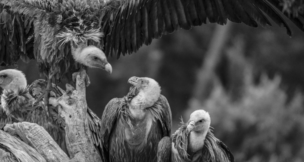 Griffon Vultures