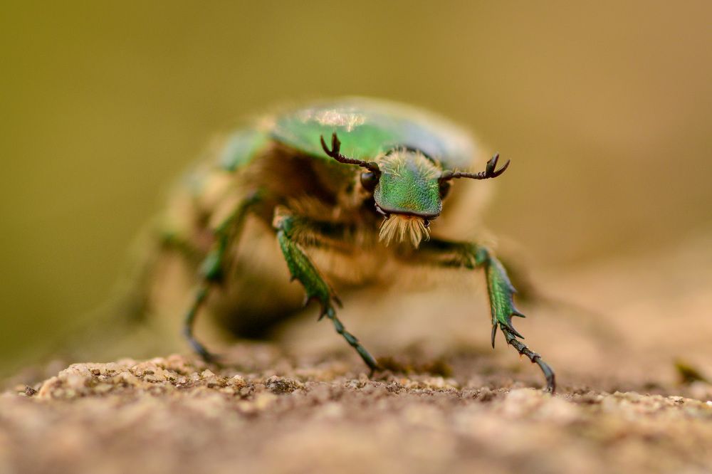 Photograph by Николай Пузанкевич